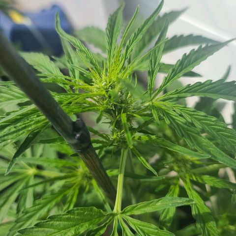 FB 4 growlog timeline photo