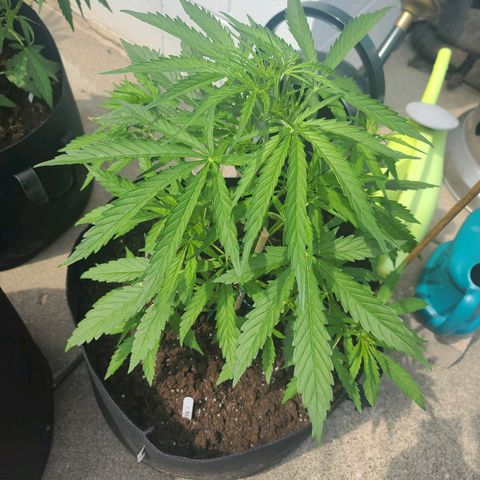 FB 1 growlog timeline photo