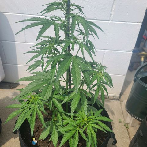 FB 4 growlog timeline photo