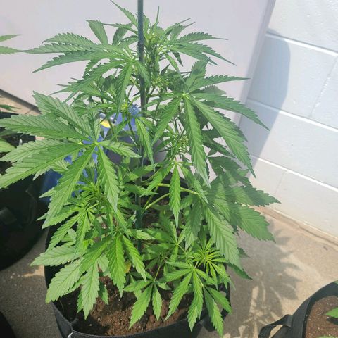 FB 3 growlog timeline photo