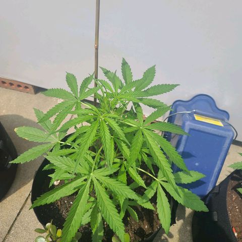 FB 2 growlog timeline photo