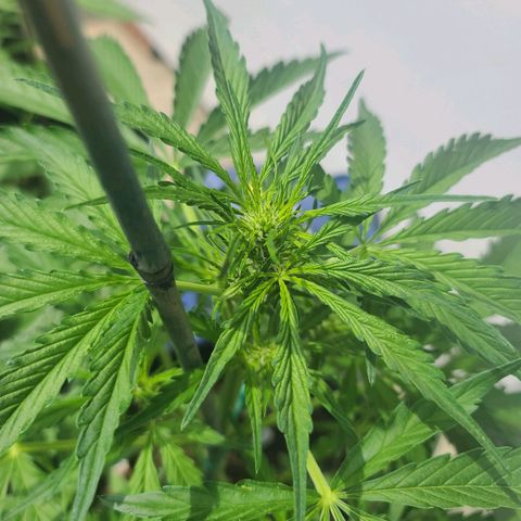 FB 3 growlog timeline photo
