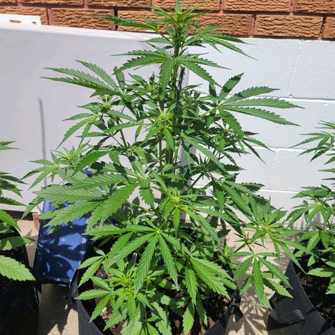 FB 3 growlog photo: Exactly 36inches (3ft)