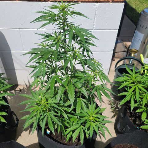 FB 4 growlog photo: Exactly 36 inches (3ft)