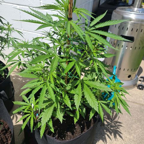FB 1 growlog photo: 26 inches