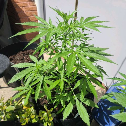 FB 2 growlog photo: 26 inches