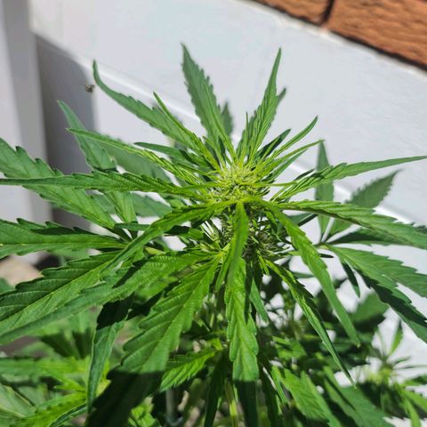 FB 4 growlog timeline photo