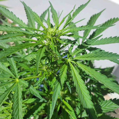 FB 3 growlog timeline photo