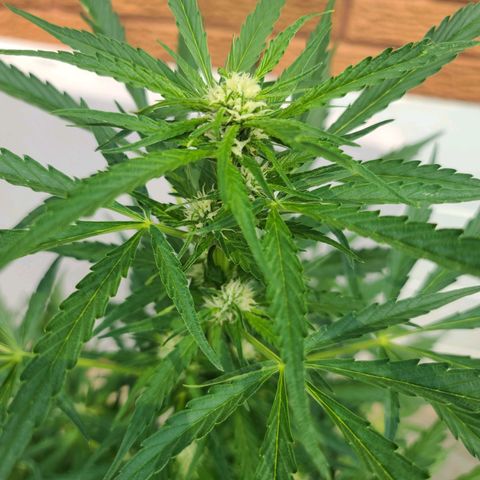 FB 3 growlog timeline photo