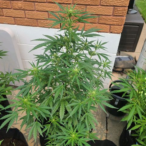 FB 4 growlog timeline photo