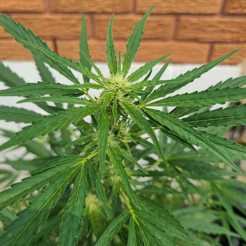 FB 4 growlog timeline photo