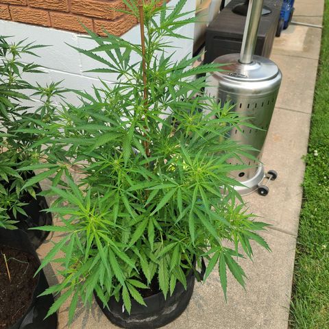 FB 1 growlog timeline photo