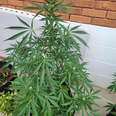 FB 3 growlog timeline photo