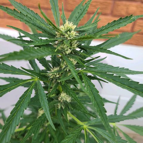 FB 3 growlog timeline photo