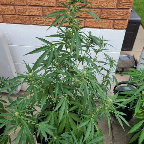FB 4 growlog timeline photo
