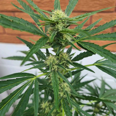 FB 4 growlog timeline photo