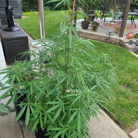 FB 1 growlog timeline photo
