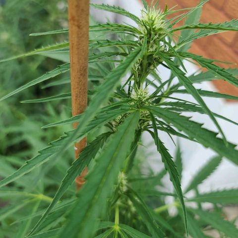 FB 1 growlog timeline photo