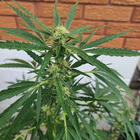 FB 4 growlog timeline photo