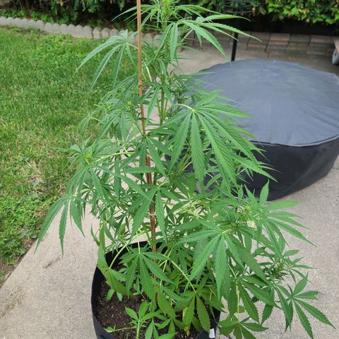 FB 2 growlog timeline photo