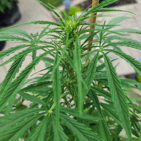FB 2 growlog timeline photo