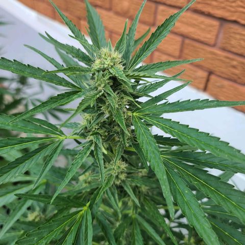 FB 4 growlog timeline photo