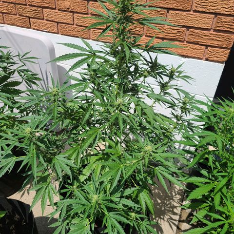 FB 4 growlog timeline photo