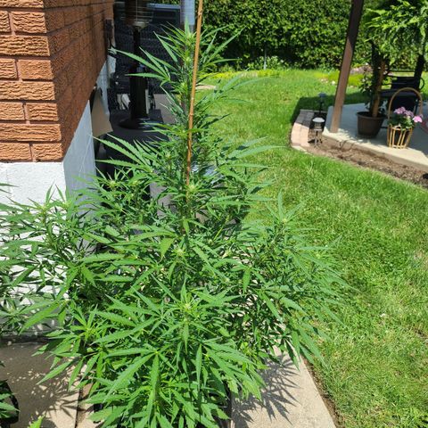FB 1 growlog timeline photo