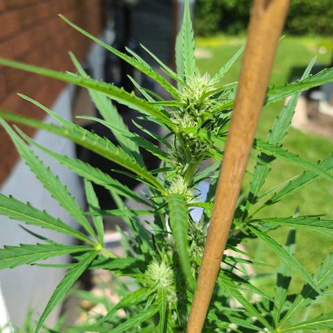 FB 1 growlog timeline photo