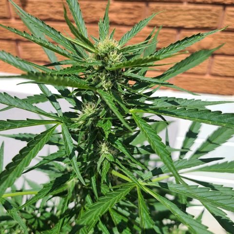 FB 3 growlog timeline photo