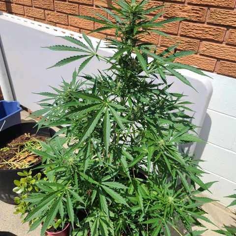 FB 3 growlog timeline photo