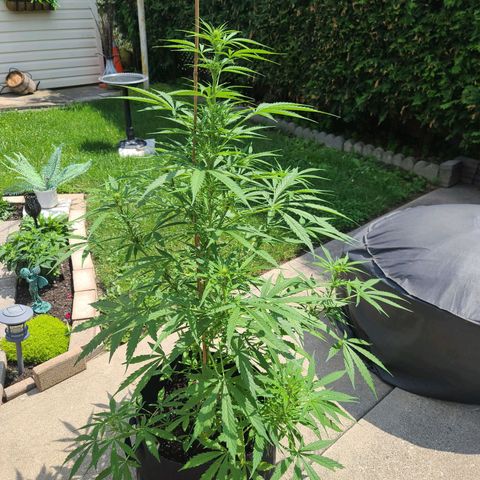 FB 2 growlog timeline photo
