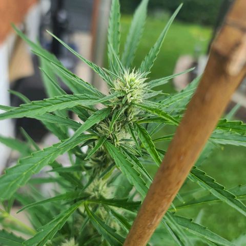 FB 1 growlog timeline photo
