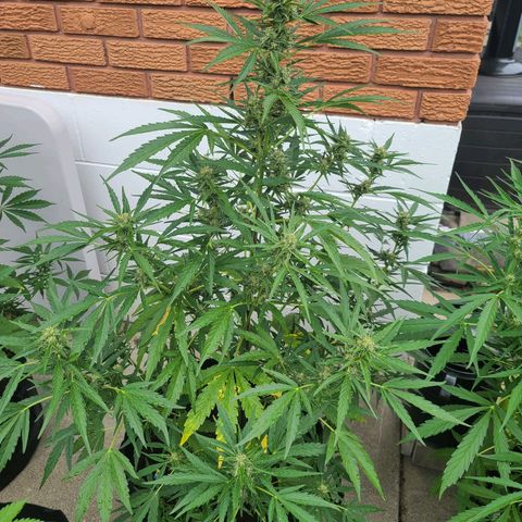 FB 4 growlog timeline photo