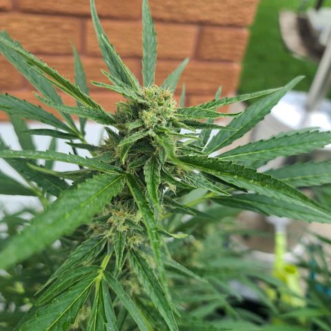 FB 4 growlog timeline photo