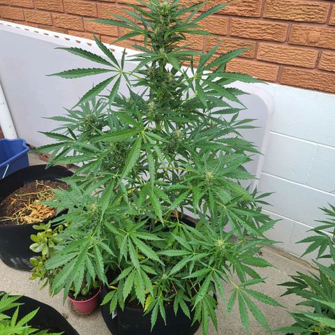 FB 3 growlog timeline photo