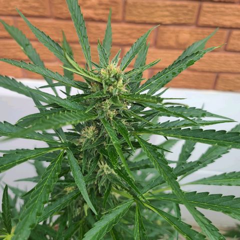 FB 3 growlog timeline photo