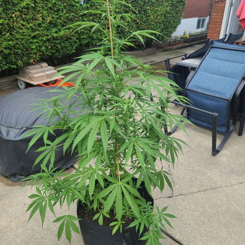 FB 2 growlog timeline photo