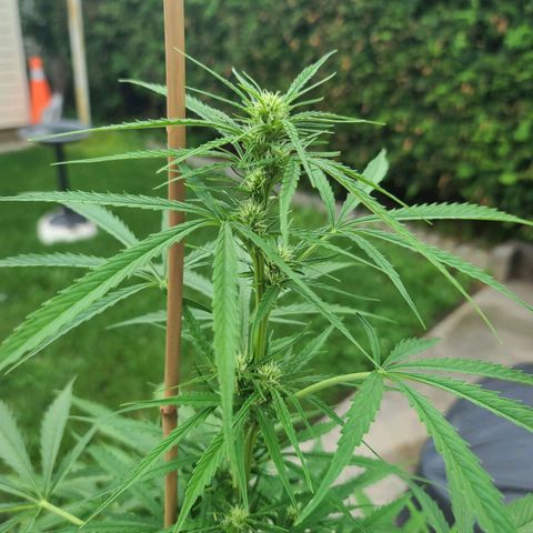 FB 2 growlog timeline photo