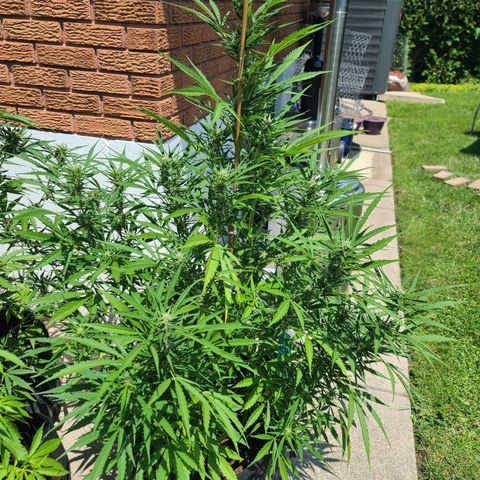 FB 1 growlog timeline photo
