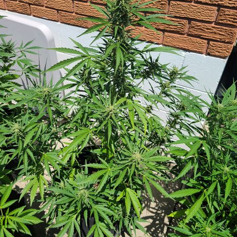 FB 4 growlog timeline photo