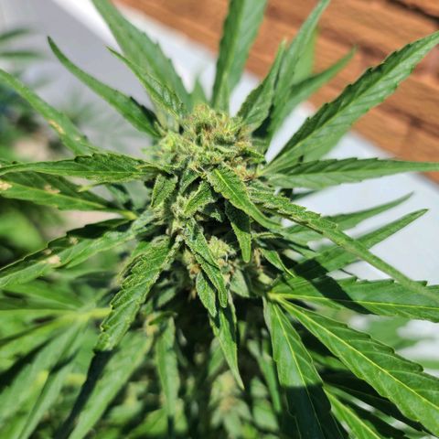 FB 4 growlog timeline photo