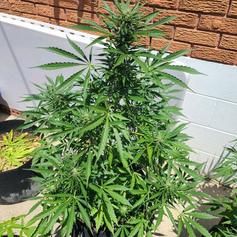 FB 3 growlog timeline photo
