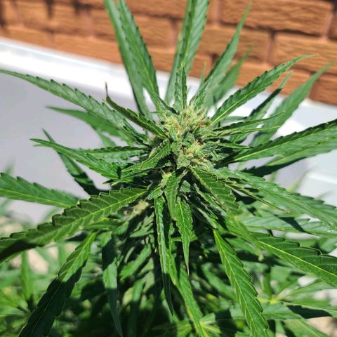 FB 3 growlog timeline photo