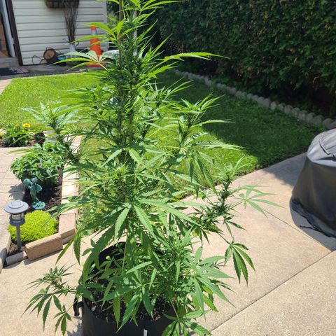 FB 2 growlog timeline photo