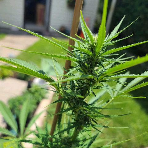 FB 2 growlog timeline photo