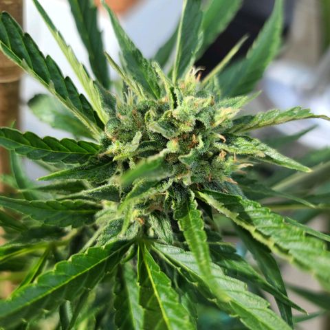 FB 3 growlog timeline photo