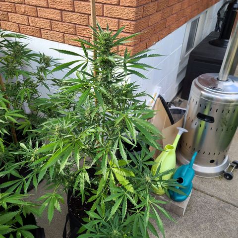 FB 3 growlog timeline photo