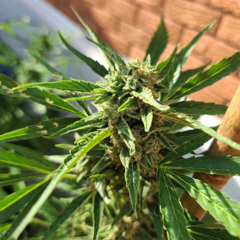 FB 4 growlog timeline photo