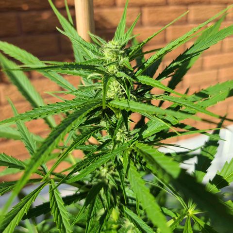 FB 2 growlog timeline photo